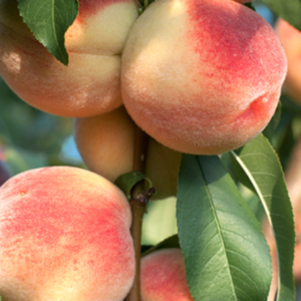 Search plant encyclopedia for fruiting plants